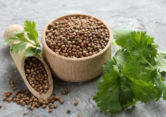 coriander seeds exporter india